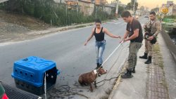 pitbull-e-encontrado-ferido-em-vala-de-camboriu