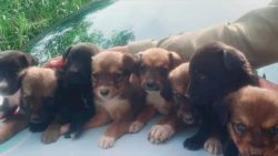 pm-resgata-oito-cachorrinhos-abandonados-em-sao-joao-batista